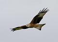 Red Kite 1